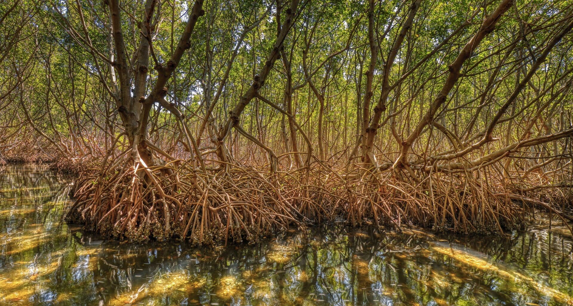 Andrew Otazo rediscovered the mangroves he loved as a kid and was shocked by the tons of trash in them.