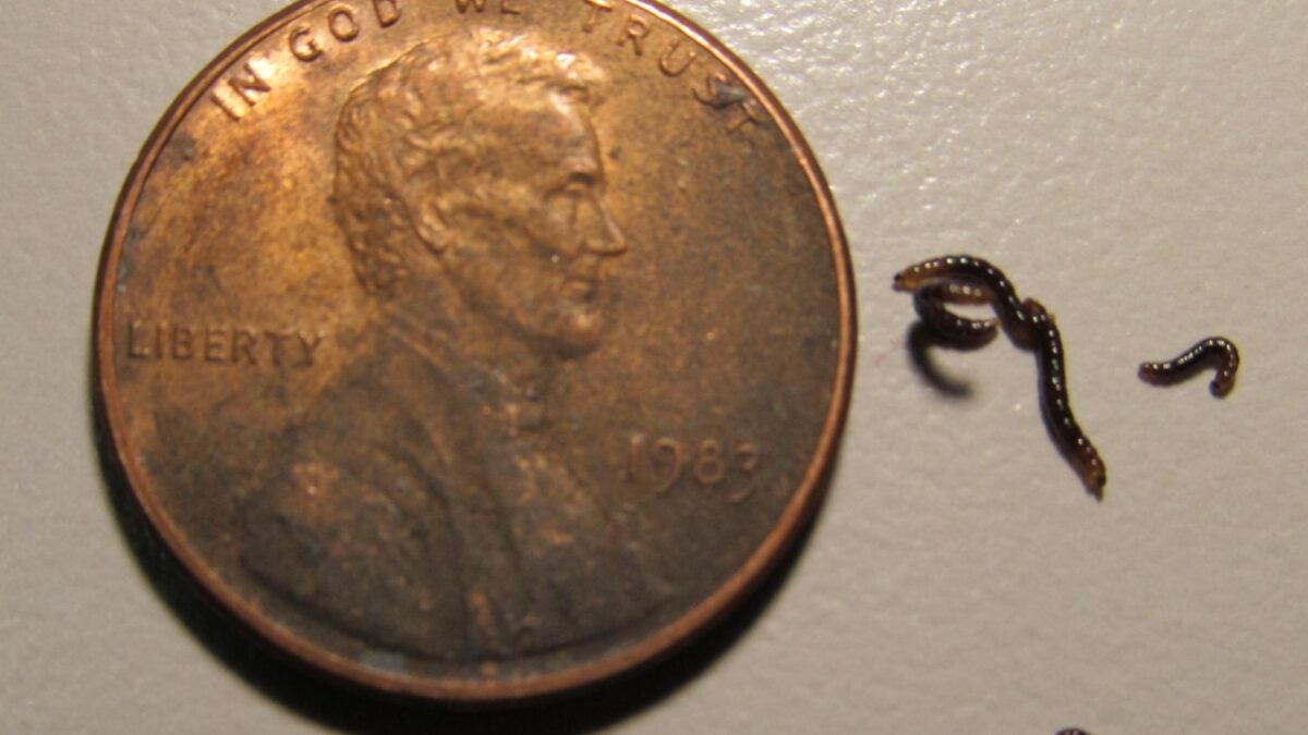 Antarctica’s Only Bug Is Eating Something It Really Shouldn’t