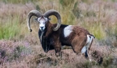 DNA Study Reveals Carrier of World's Earliest-Known Plague : ScienceAlert