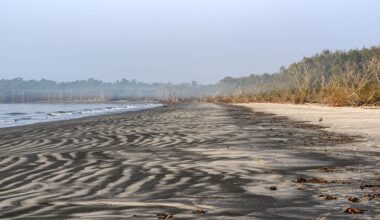 Bangladesh has announced the steady comeback of the Batagur baska, or northern river terrapin — one of the world's rarest freshwater turtles.
