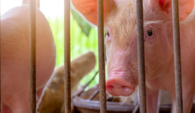 Spain’s Pork Sector Under Pressure as African Swine Fever Reappears