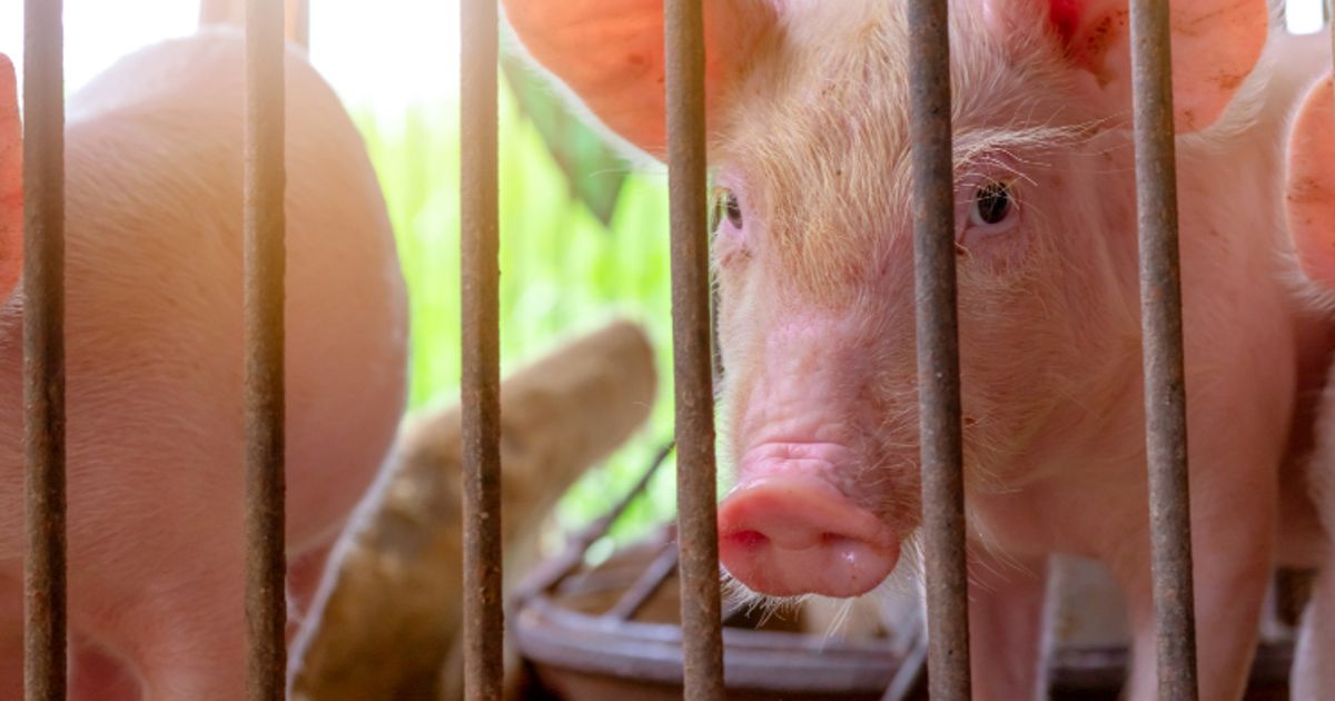 Spain’s Pork Sector Under Pressure as African Swine Fever Reappears