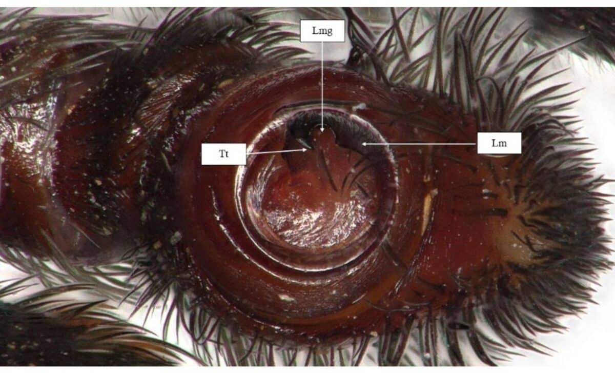 Palpus Photo Of Eresus Rubrocephalus Sp. ©animals