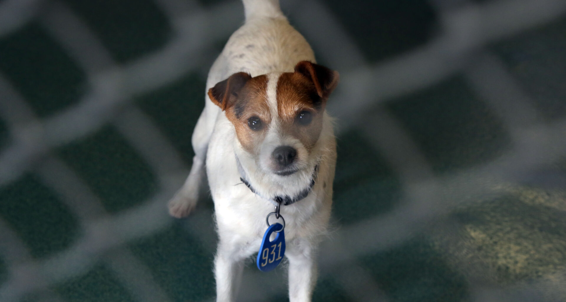 Prince William Living