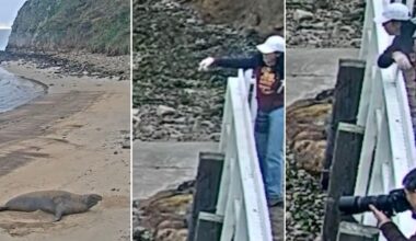 Photographer Caught on Camera Throwing Rocks at Protected Seal