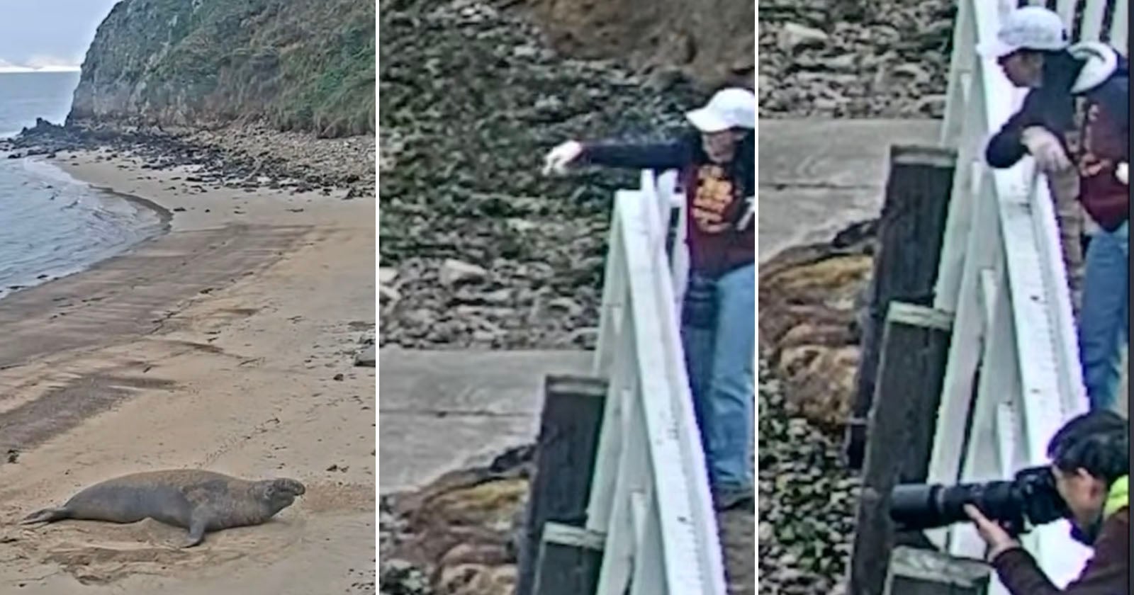 Photographer Caught on Camera Throwing Rocks at Protected Seal