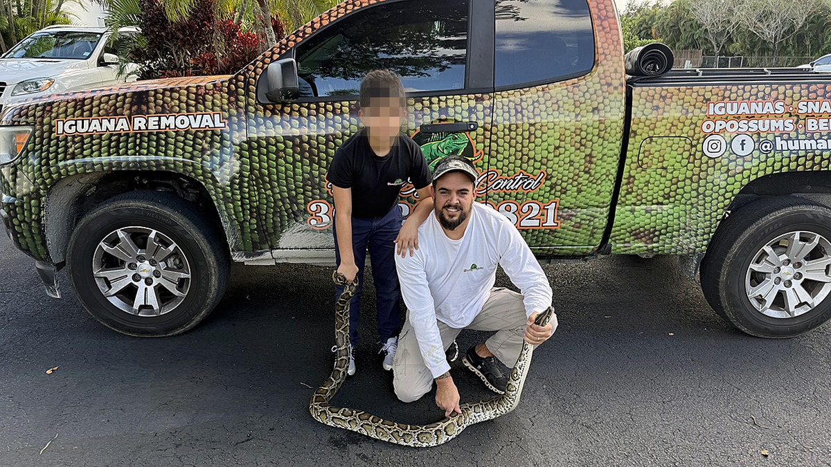 Man kneels with Burmese python after removal