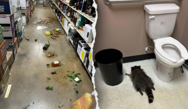 Raccoon breaks into Virginia liquor store and passes out inside