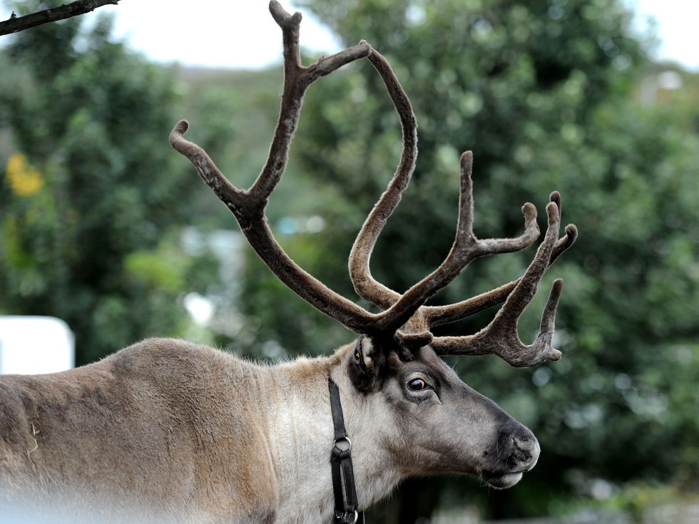 Reindeer