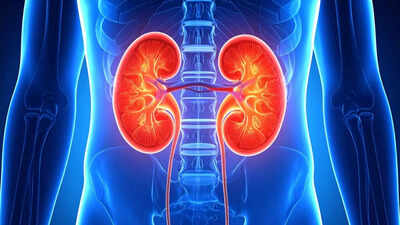 Reverse kidney damage: A breakthrough treatment that may transform kidney treatment