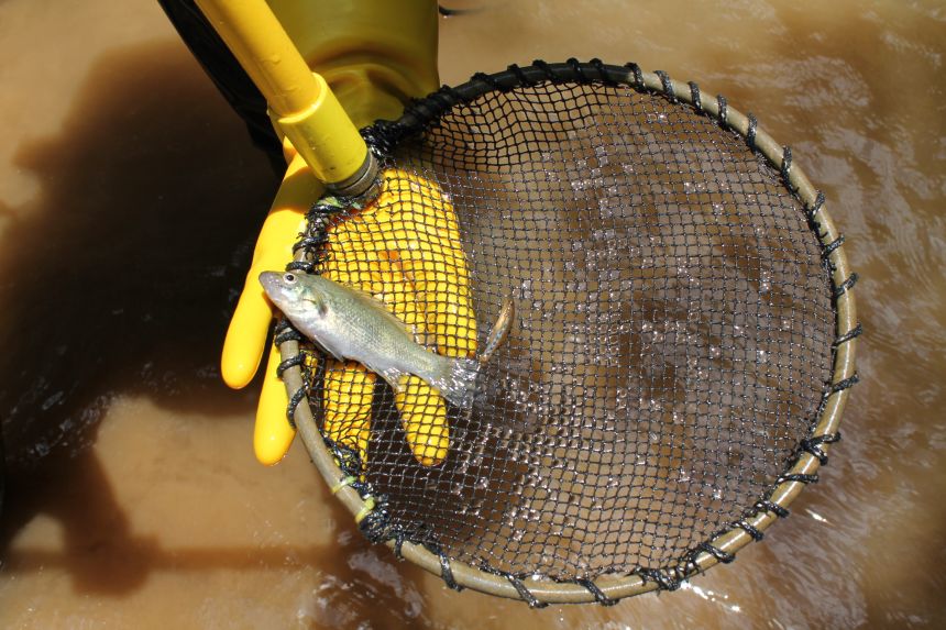 The Bloomfield River Cod grows no longer than 10 centimeters from snout to tail.