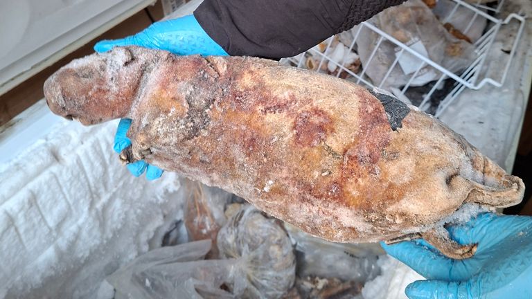 A frozen cane rat that was seized. Pic: FSA/PA