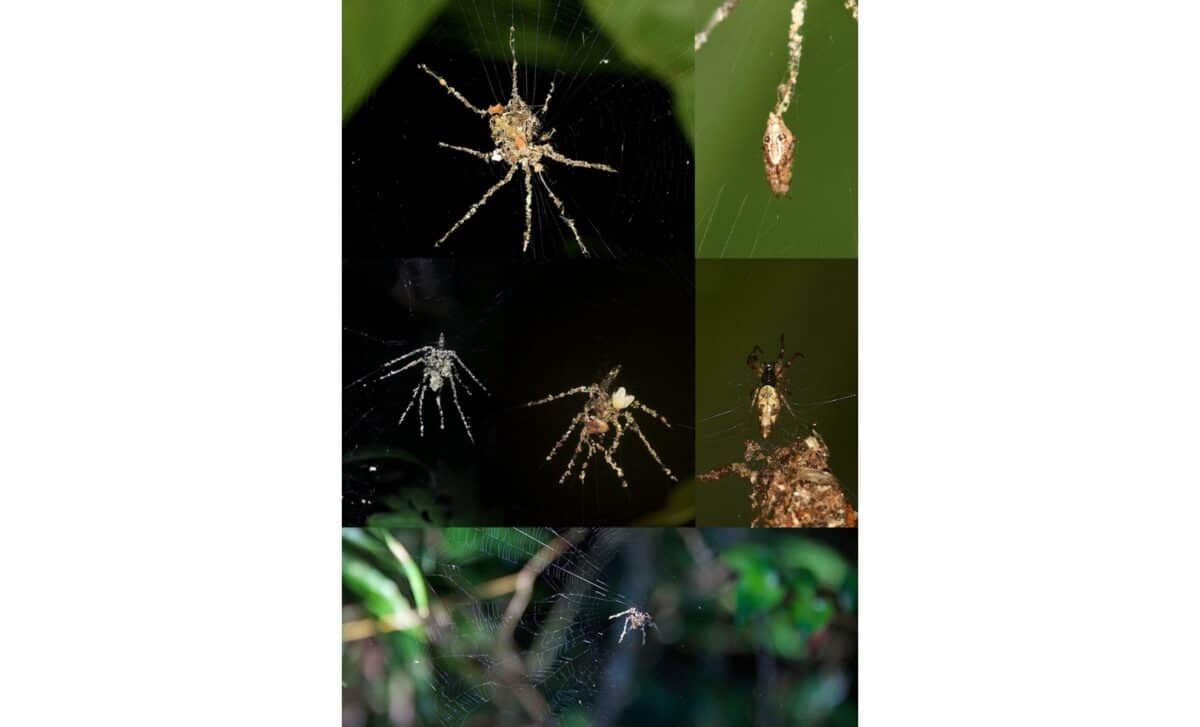 Spider Like Decoys Built By Cyclosa Spiders In The Philippines, Peru, And Madagascar. ©ecology And Evolution