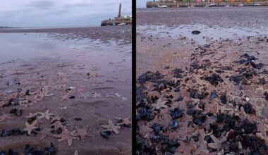 Mass of starfish wash up on Margate beach – The Isle of Thanet News