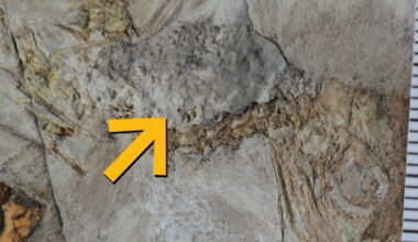 This Prehistoric Bird Choked to Death on 800 Rocks, And No One Knows Why : ScienceAlert