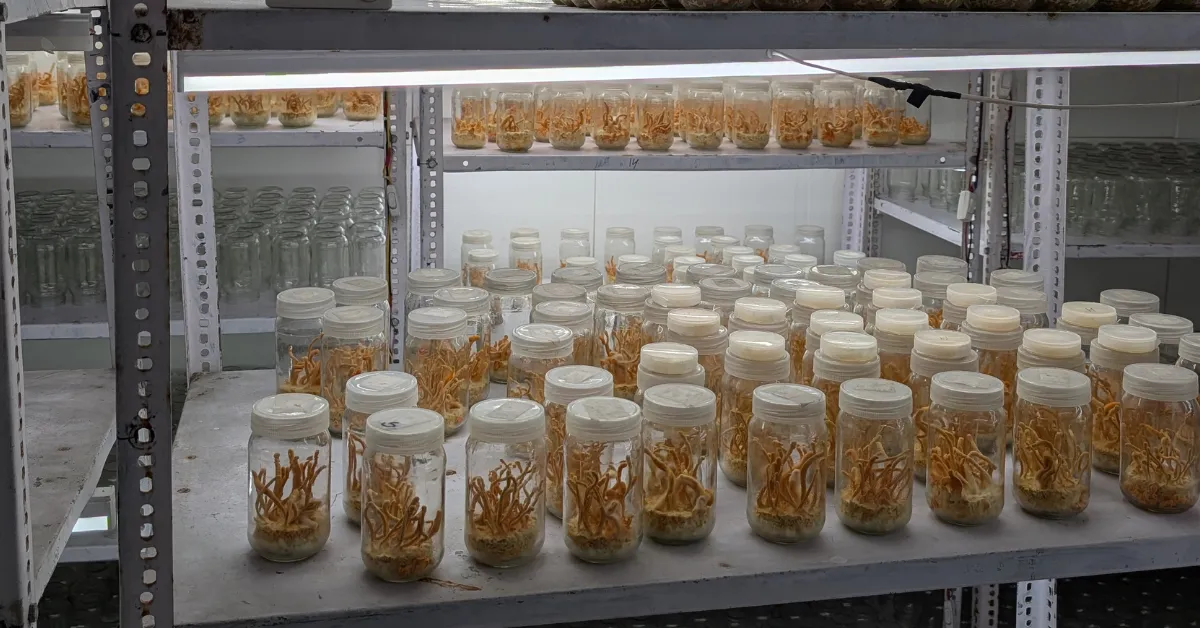 Suman Sukhija Orange Herb