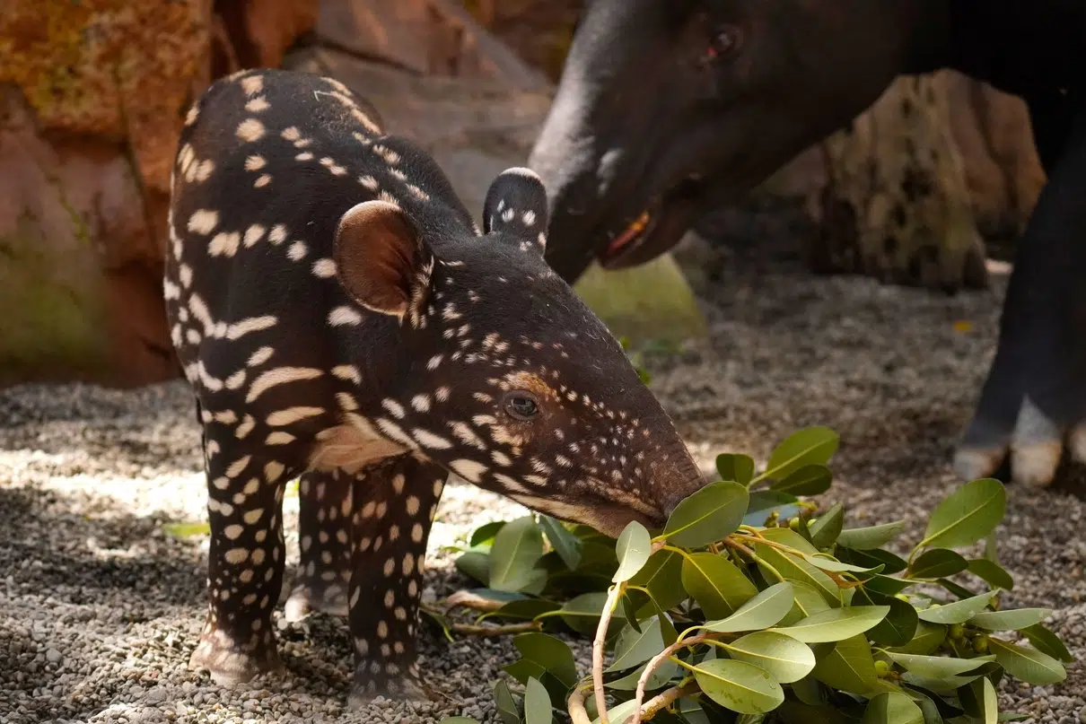 Malayan tapir