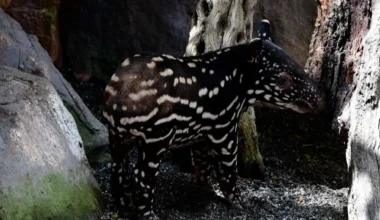 Spain celebrates the historic birth of a Malayan tapir: a conservation milestone after more than 20 years of efforts