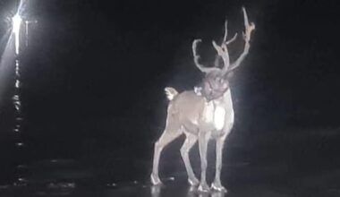 Reindeer found after doing a dasher in UK