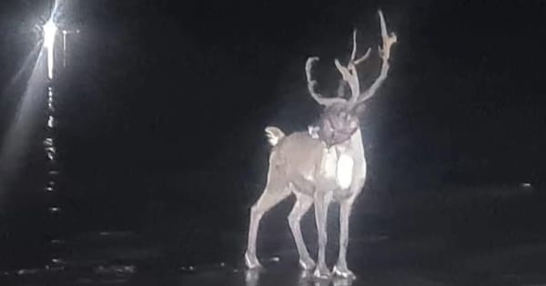 Reindeer found after doing a dasher in UK