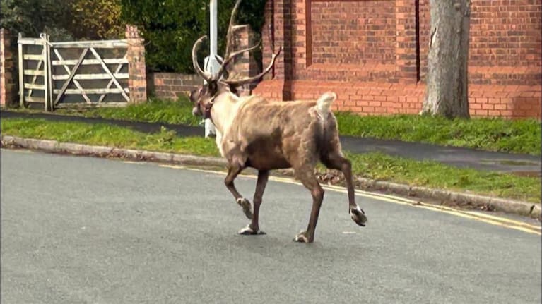 The reindeer fled on Saturday (local time) from Santa's Enchanted Forest, a festive event held annually in the seaside town of Formby, north of Liverpool.