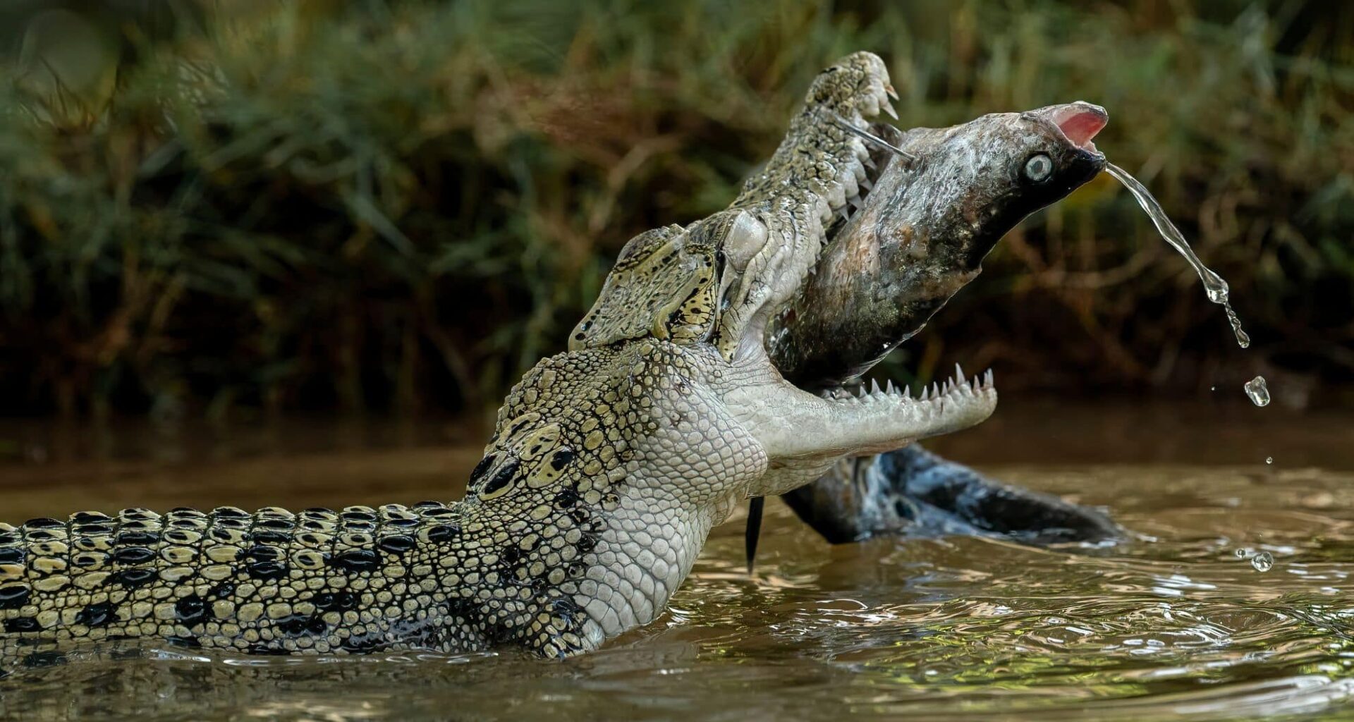 The Saltwater Crocodile