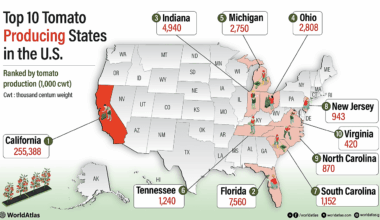 The Top 10 Tomato-Producing States In The United States