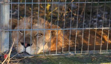Lion and bear kept as pets in Albania find new homes in German wildlife sanctuaries