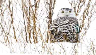 Ask the Master Naturalist: Minnesota hosts a variety of owls — both native and visitors alike - Brainerd Dispatch