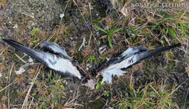 Cahows found dead likely killed by owl or raptor - The Royal Gazette