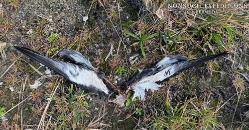 Cahows found dead likely killed by owl or raptor - The Royal Gazette