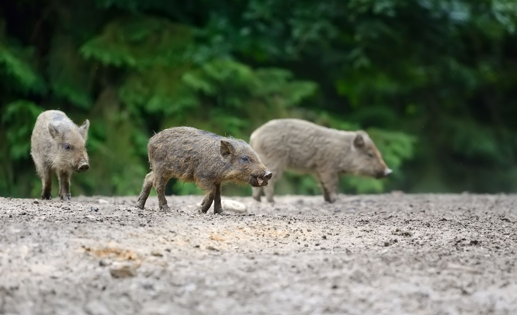 Portugal home to 400,000 wild boars