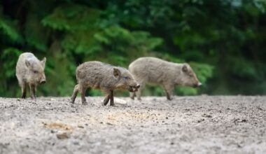 Portugal home to 400,000 wild boars