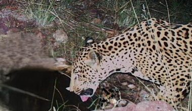 New jaguar spotted in Arizona points to progress in endangered species' recovery
