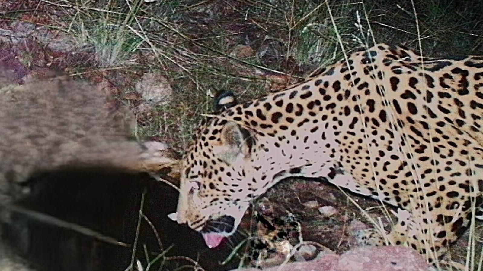 New jaguar spotted in Arizona points to progress in endangered species' recovery
