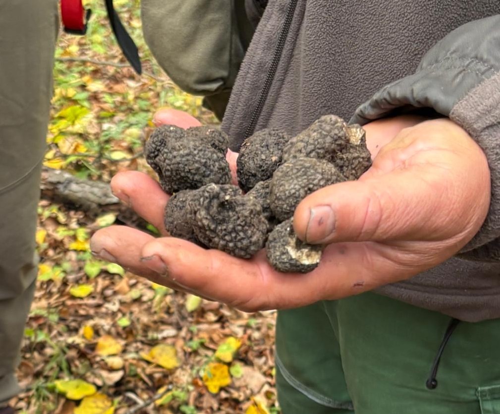 A person holding several black truffles, with a dog visible in the foreground.