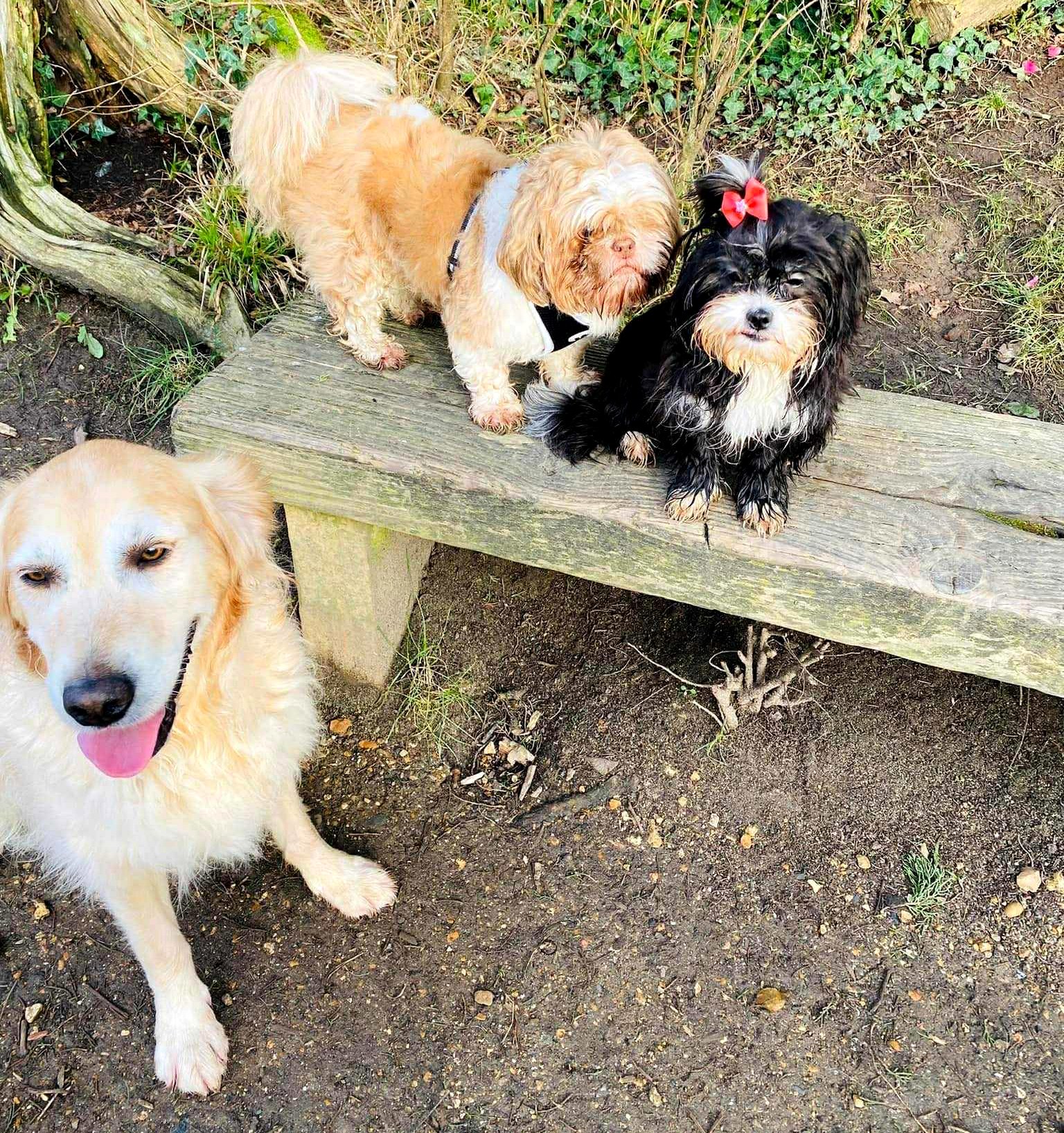 A golden retriever on the ground with two other dogs, a Shih Tzu, and a black and white terrier mix, sitting on a wooden bench in the background.