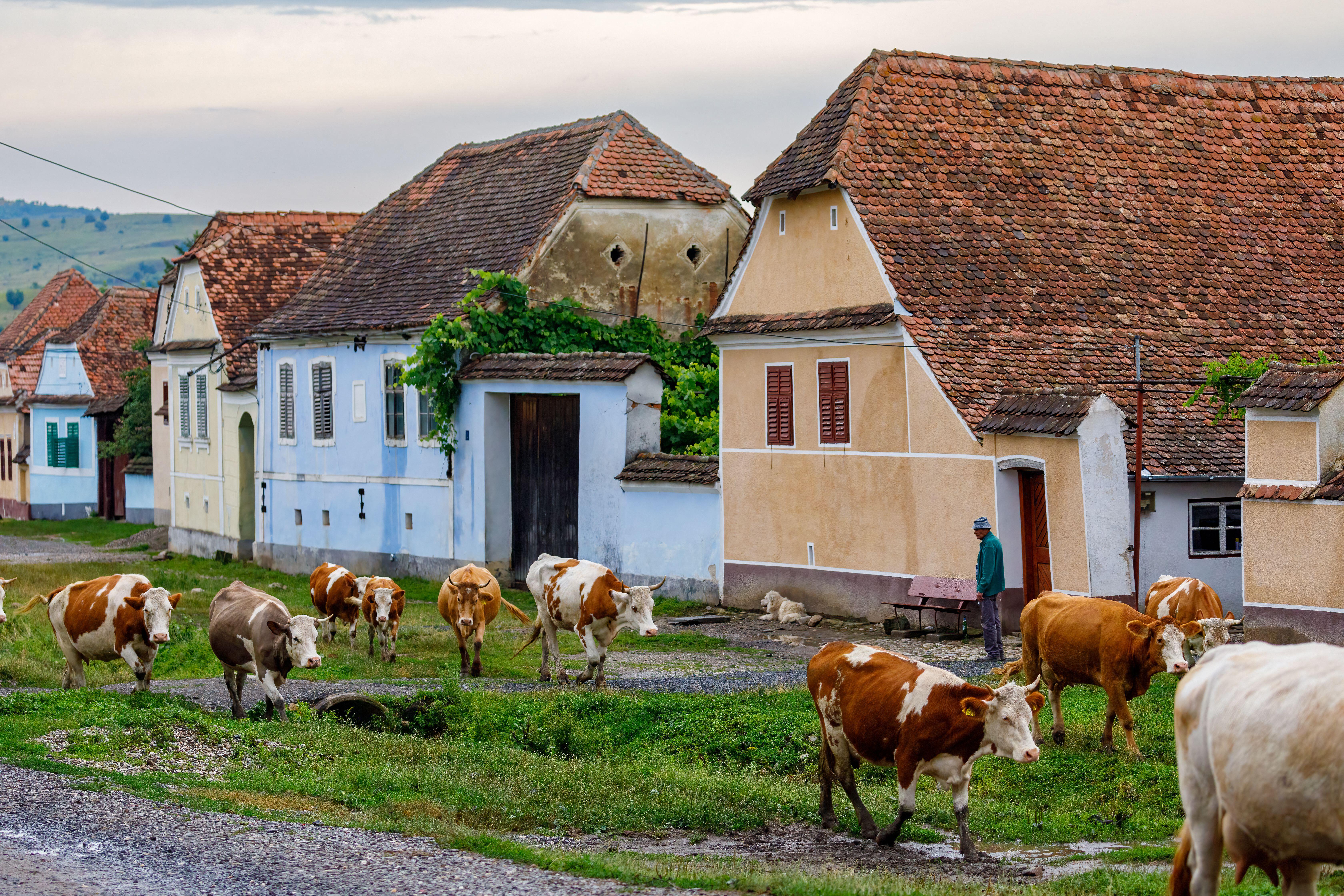Cows walking along a grassy path in the village of Viscri, Romania.