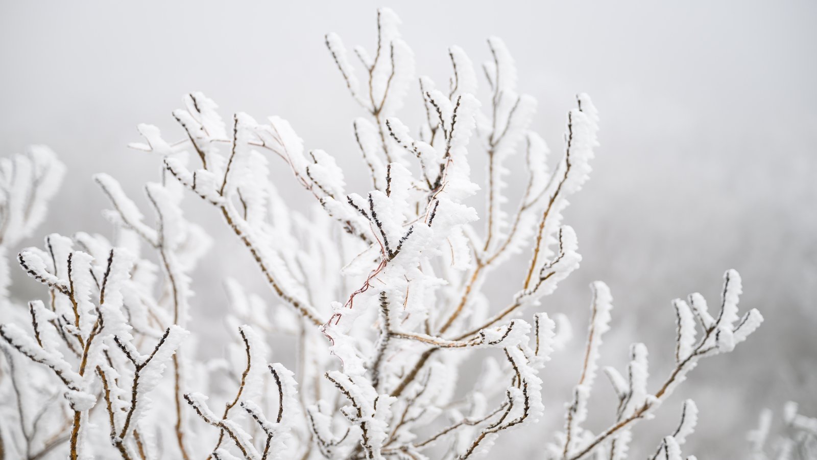 Snow and ice warning issued for Northern Ireland