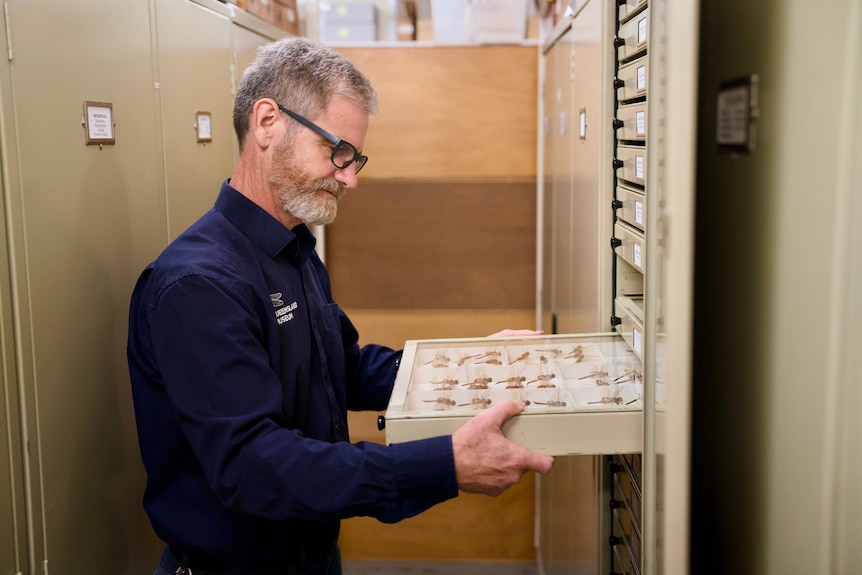 A man with a beard and glasses examines a cabinet drawer filled with insect specimens.
