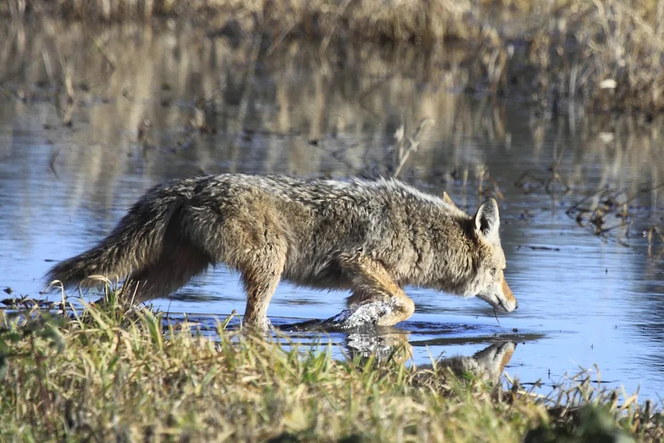 Getty A coyote going into the water to cross a slough.