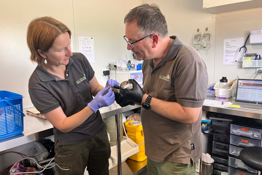 A man and woman stand in a clinical space and look at a small animal.