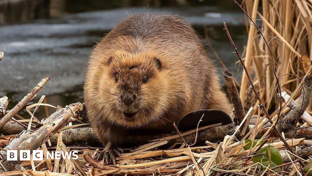 A beaver by the edge of a waterway, with broken reeds and sticks in the foreground.