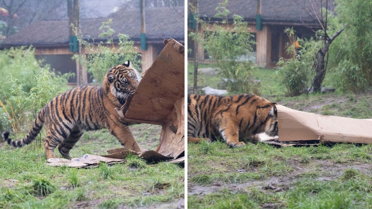 Image shows a tiger cub lifting up a cardboard box at West Midlands Safari Park.