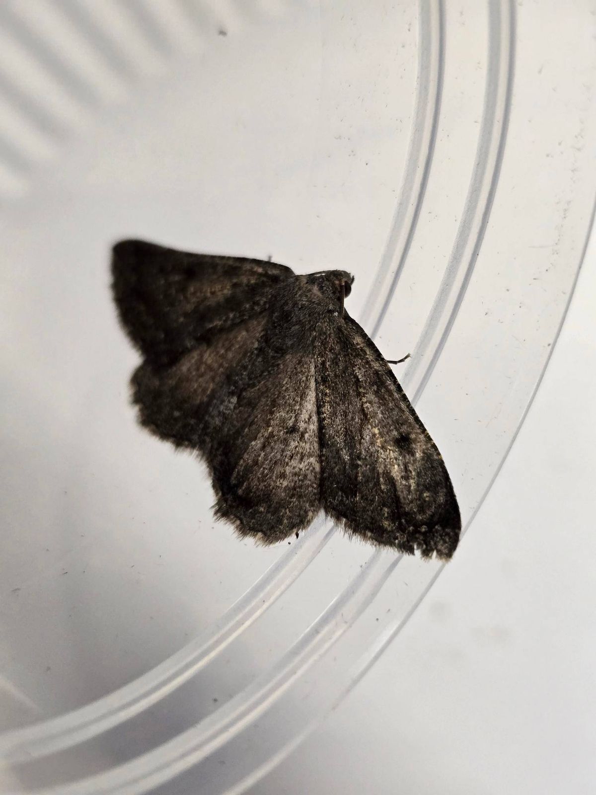 A Scotch annulet moth discovered at the Isle of Canna