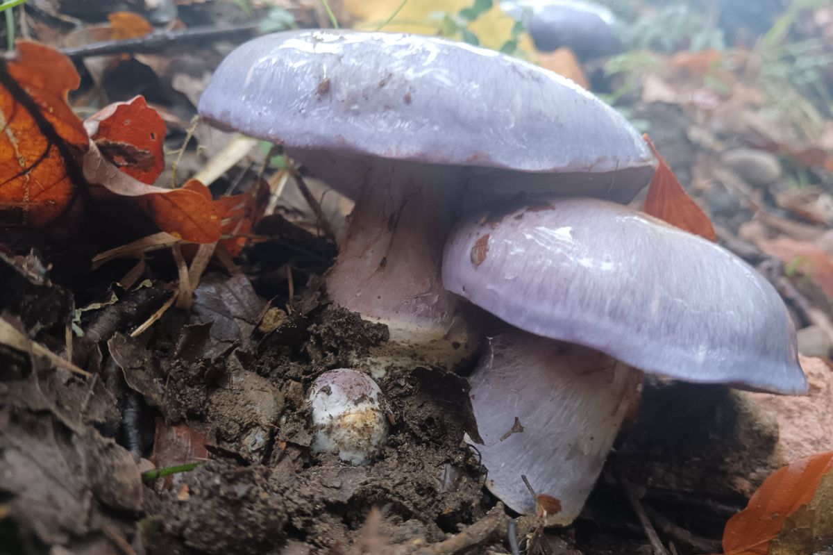 Cortinarius eucaeruleus fungus in Killiecrankie