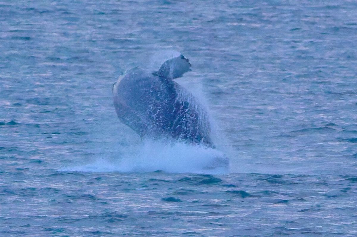 Incredible photos show the moment the whale exited the water in the Forth.