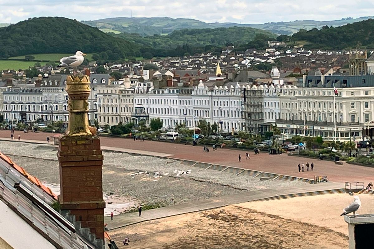 A herring gull looks down on Llandudno promenade and its parade of popular hotels