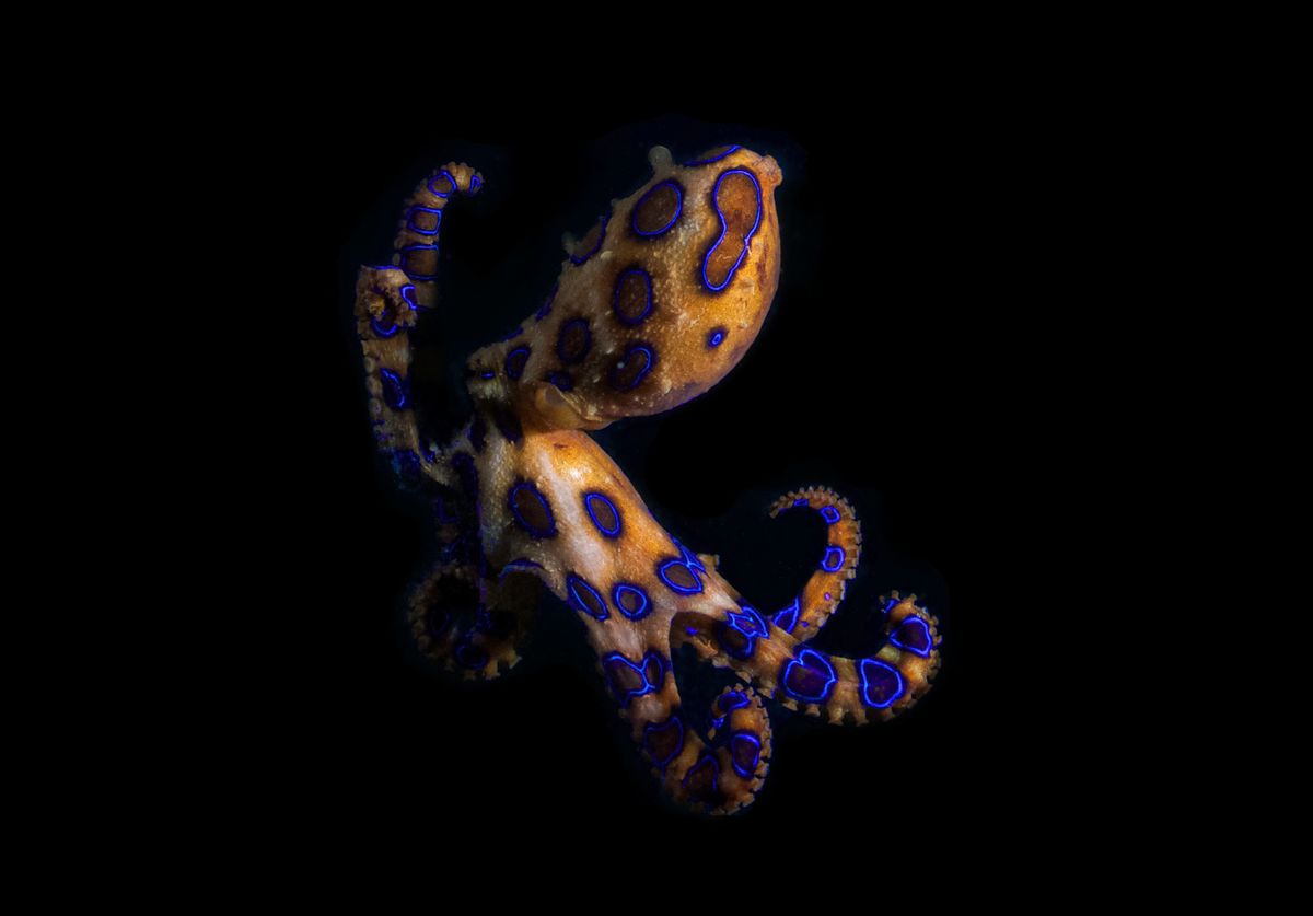 night shot of blue ringed octopus, a highly venomous
