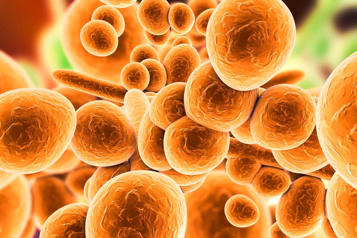 Computer illustration of the unicellular fungus (yeast) Candida auris.